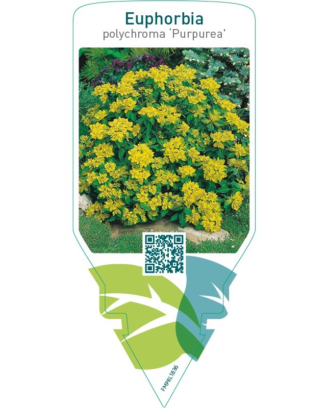 Euphorbia polychroma ‘Purpurea’