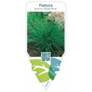 Festuca glauca ‘Elijah Blue’