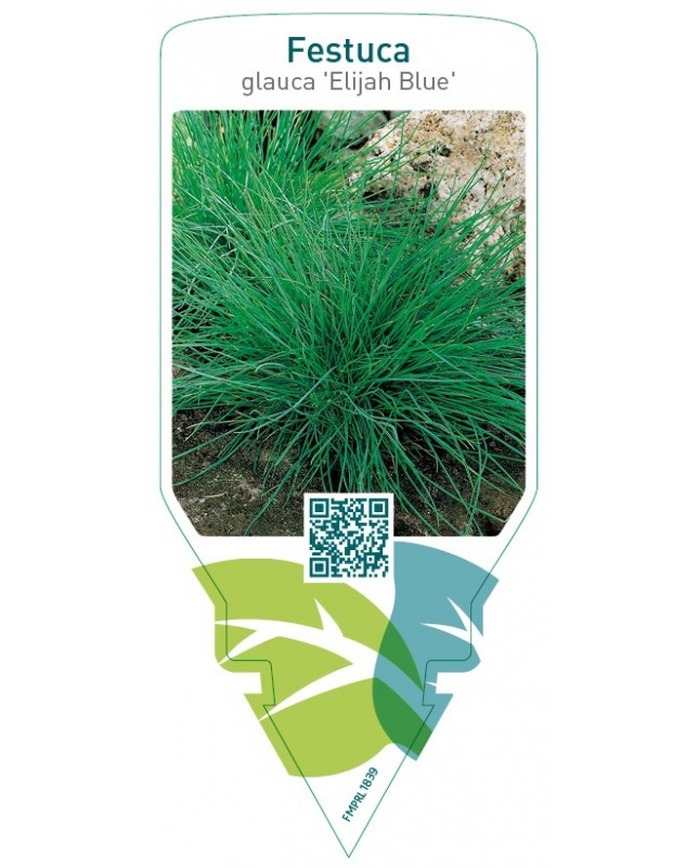 Festuca glauca ‘Elijah Blue’
