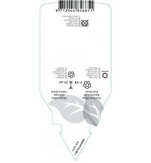 Etichette di Festuca glauca ‘Elijah Blue’ *