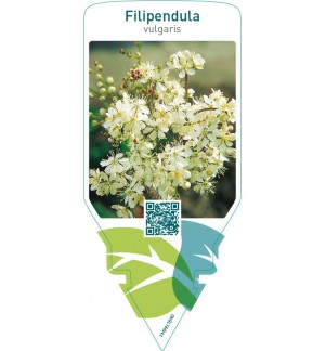 Filipendula vulgaris