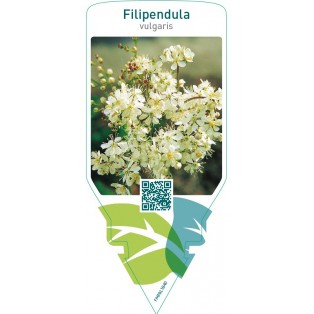 Filipendula vulgaris