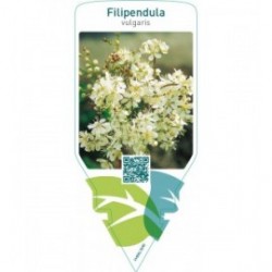 Filipendula vulgaris