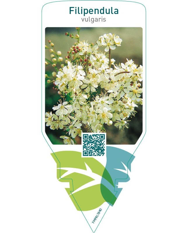 Filipendula vulgaris