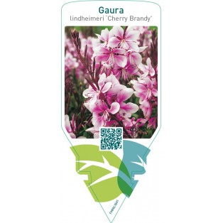 Gaura lindheimeri ‘Cherry Brandy’