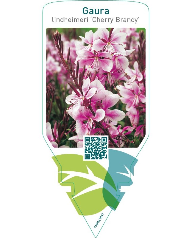 Gaura lindheimeri ‘Cherry Brandy’