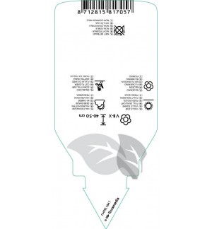 Etichette di Gaura lindheimeri ‘Cherry Brandy’ *