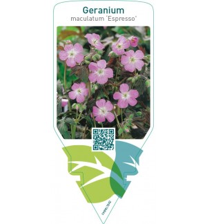 Geranium maculatum ‘Espresso’
