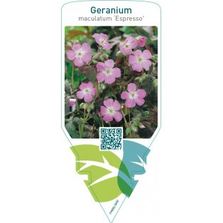 Geranium maculatum ‘Espresso’