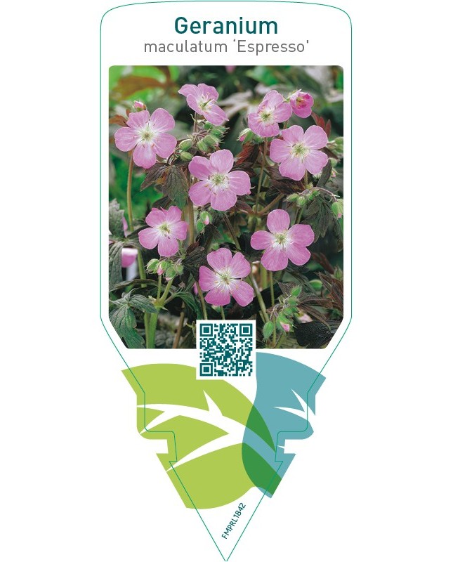 Geranium maculatum ‘Espresso’