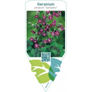 Geranium phaeum ‘Samobor’
