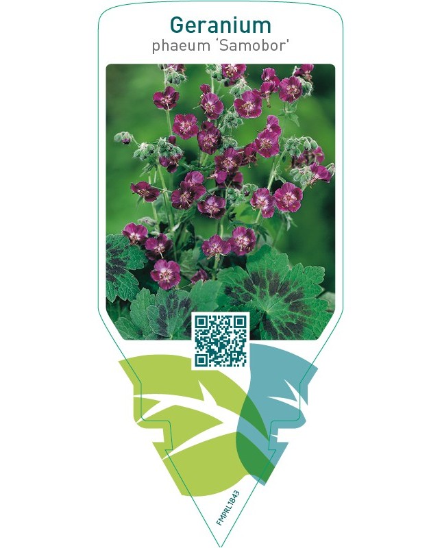 Geranium phaeum ‘Samobor’
