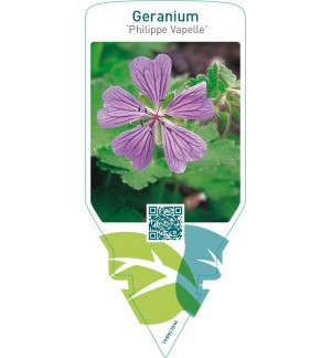 Geranium ‘Philippe Vapelle’