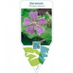 Geranium ‘Philippe Vapelle’