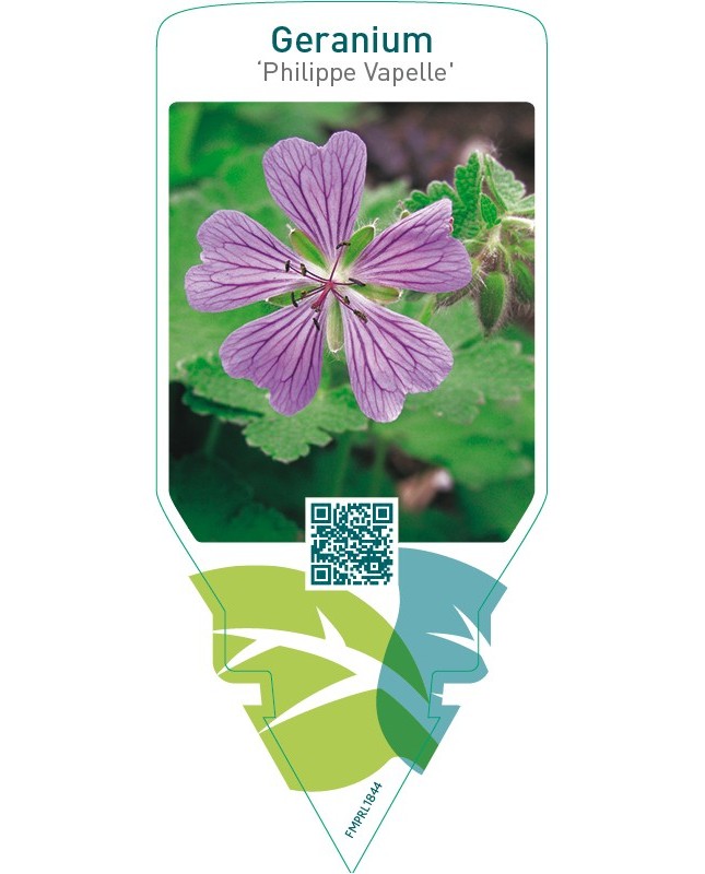Geranium ‘Philippe Vapelle’