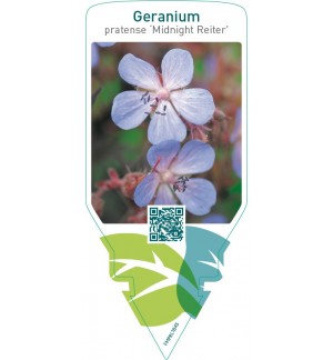 Geranium pratense ‘Midnight Reiter’