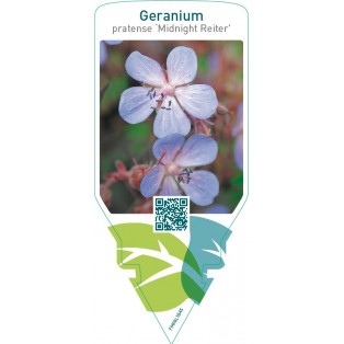 Geranium pratense ‘Midnight Reiter’