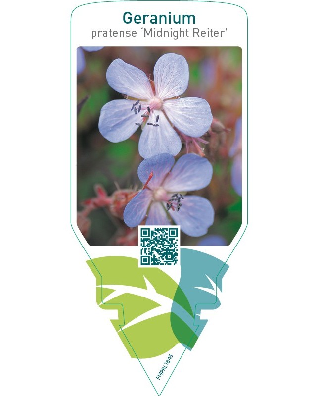 Geranium pratense ‘Midnight Reiter’