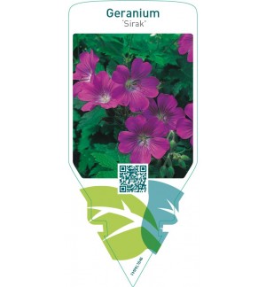 Geranium ‘Sirak’