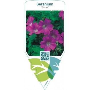 Geranium ‘Sirak’