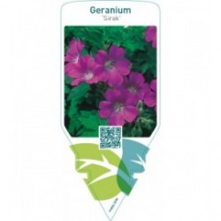 Geranium ‘Sirak’