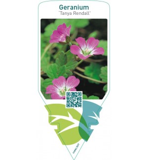 Geranium ‘Tanya Rendall’