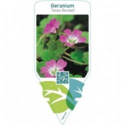 Geranium ‘Tanya Rendall’