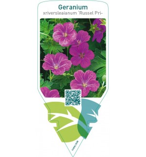 Geranium xriversleaianum ‘Russel Prichard’