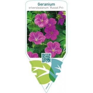 Geranium xriversleaianum ‘Russel Prichard’