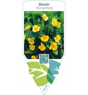 Geum ‘Georgenberg’