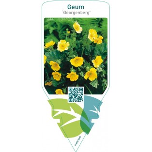 Geum ‘Georgenberg’