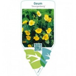 Geum ‘Georgenberg’