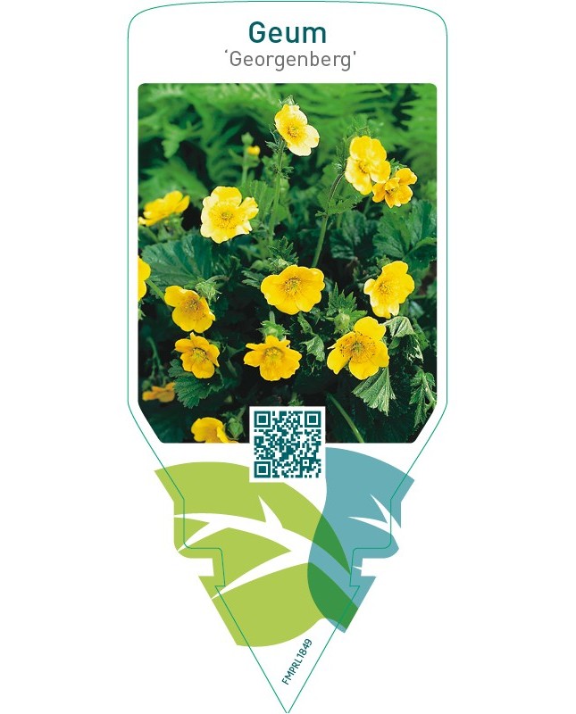 Geum ‘Georgenberg’