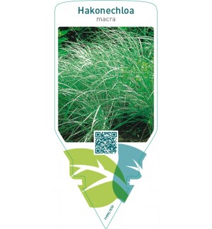 Hakonechloa macra
