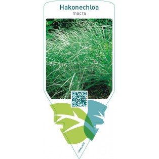 Hakonechloa macra