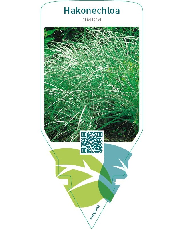 Hakonechloa macra
