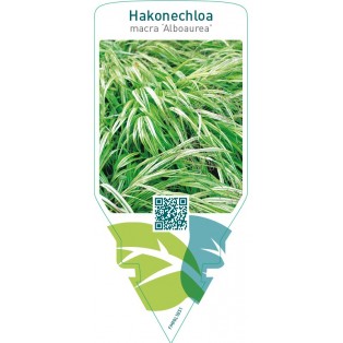 Hakonechloa macra  ‘Alboaurea’