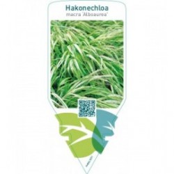 Hakonechloa macra  ‘Alboaurea’