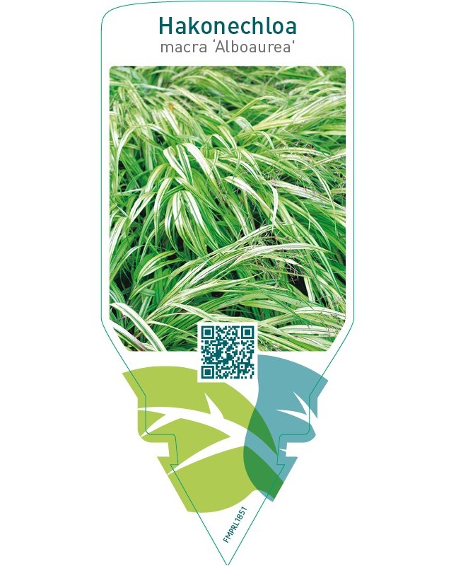 Hakonechloa macra  ‘Alboaurea’
