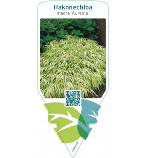 Hakonechloa macra  ‘Aureola’