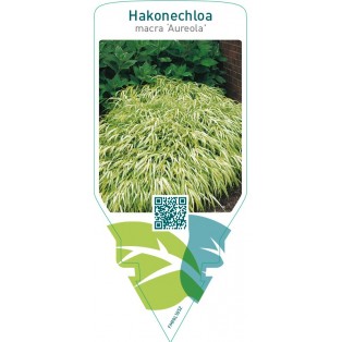 Hakonechloa macra  ‘Aureola’