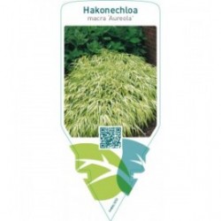 Hakonechloa macra  ‘Aureola’