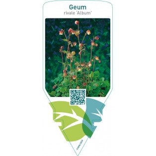 Geum rivale ‘Album’