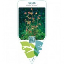Geum rivale ‘Album’