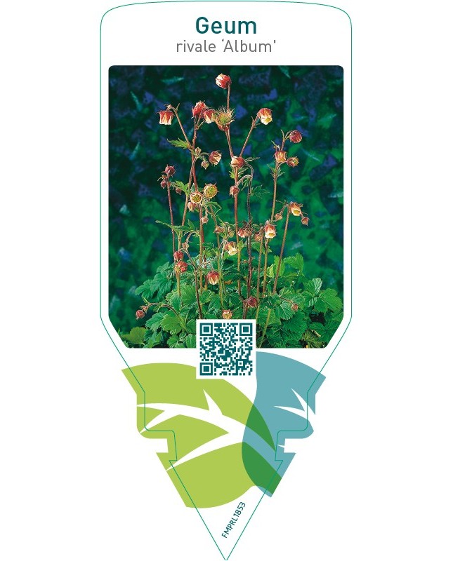 Geum rivale ‘Album’