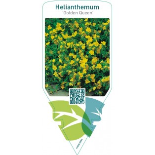 Helianthemum ‘Golden Queen’