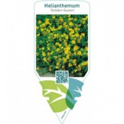 Helianthemum ‘Golden Queen’