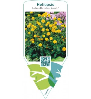 Heliopsis helianthoides ‘Asahi’