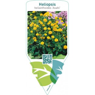Heliopsis helianthoides ‘Asahi’