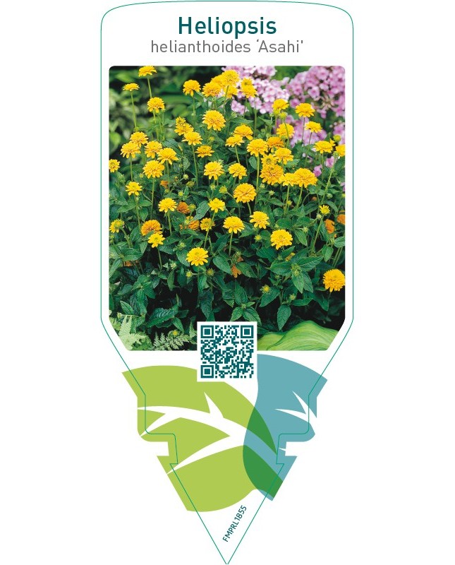 Heliopsis helianthoides ‘Asahi’